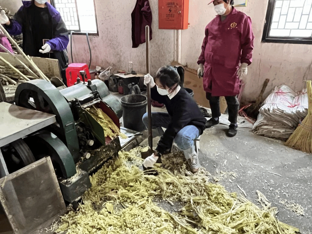 公益助農(nóng)新體驗(yàn)，鄉(xiāng)村振興正當(dāng)時(shí) 惲代英菁英學(xué)校赴新洲紅糖小鎮(zhèn)開展勞動(dòng)實(shí)踐教育